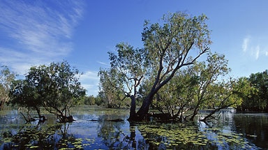 General view of wetlands at Yellow Water in Kakadu National Park