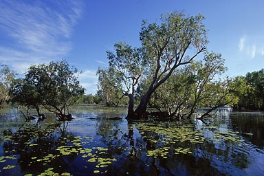 General view of wetlands at Yellow Water in Kakadu National Park