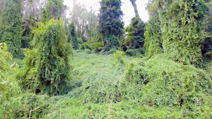 Creeping weed plants completely  smothering trees and plants in the bush