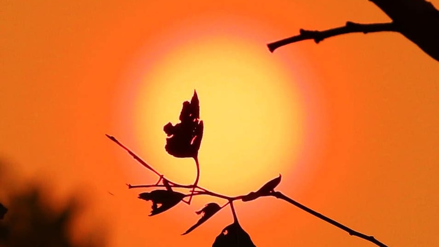 Silhouette of a branch in front of a red sky and sun