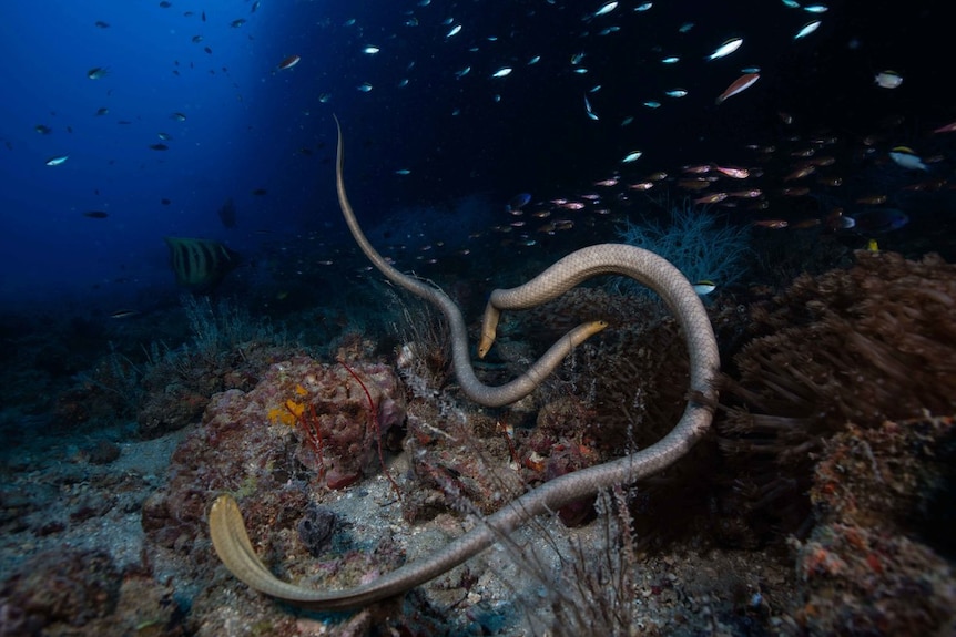 Two olive sea snakes swirl around each other above a rocky bottom with fish in the background.