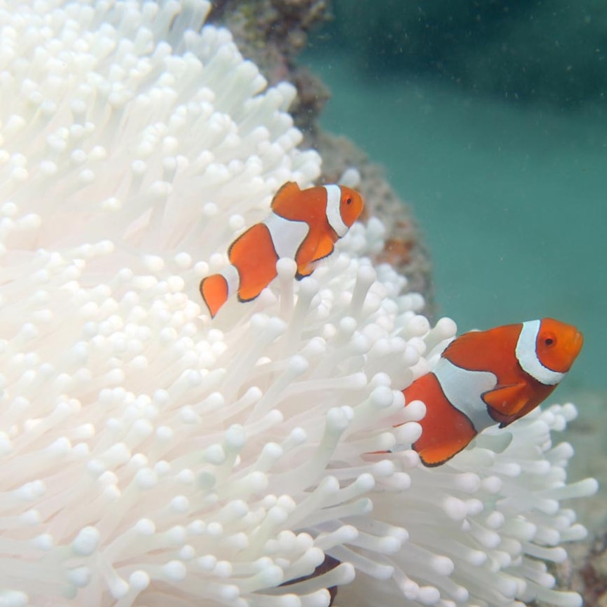 Bleached anemone