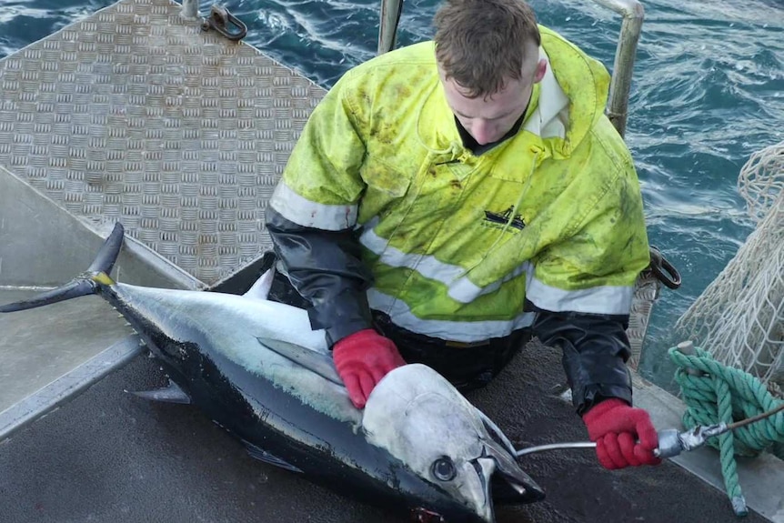 Man in wet weather gear hooking a tuna through the mouth on a platform floating on water