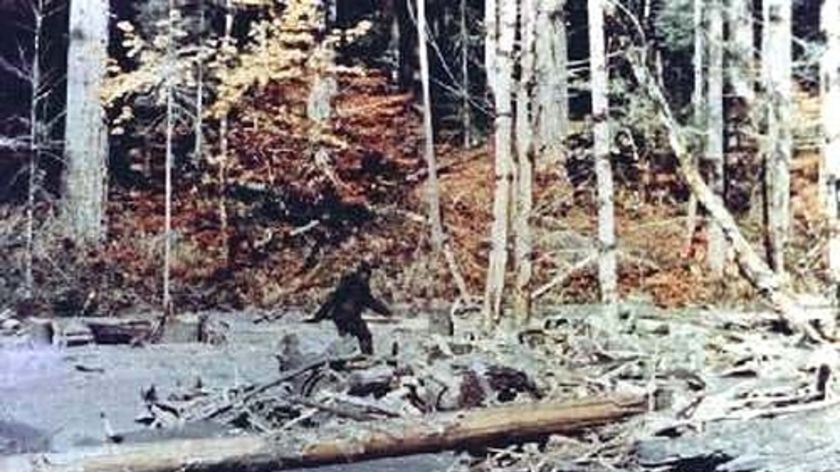 'Sasquatch' walks through Californian forest