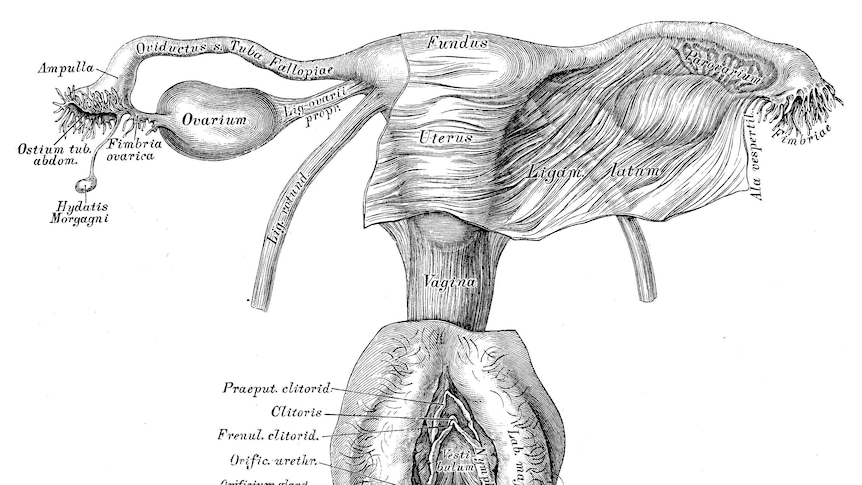 Black and white antique sketch of woman's reproductive system showing the uterus, ovaries, clitorus, labia and more