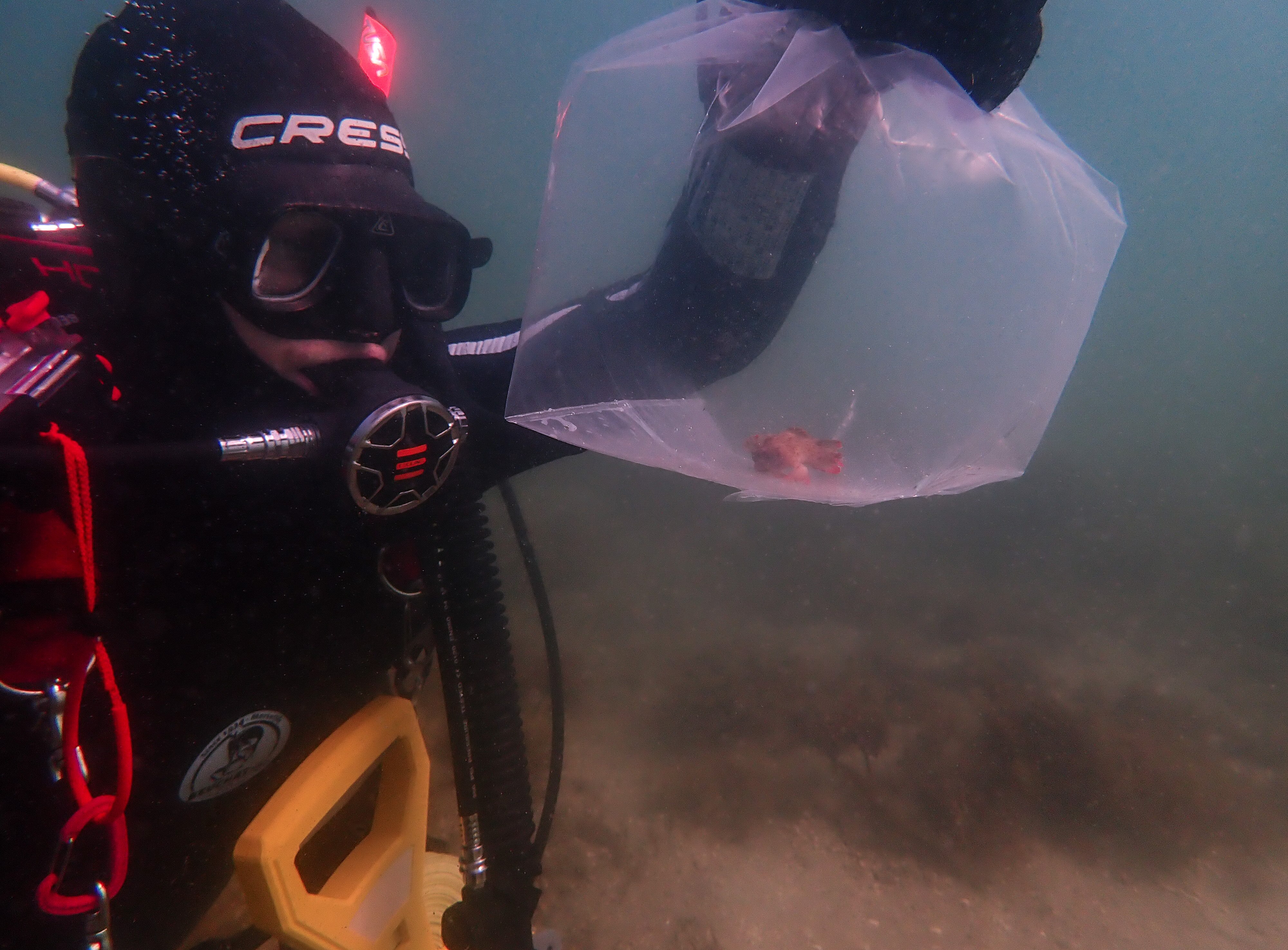 A diver holds up a bag containing a red handfish underwater.