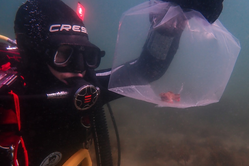 A diver holds up a bag containing a red handfish underwater.
