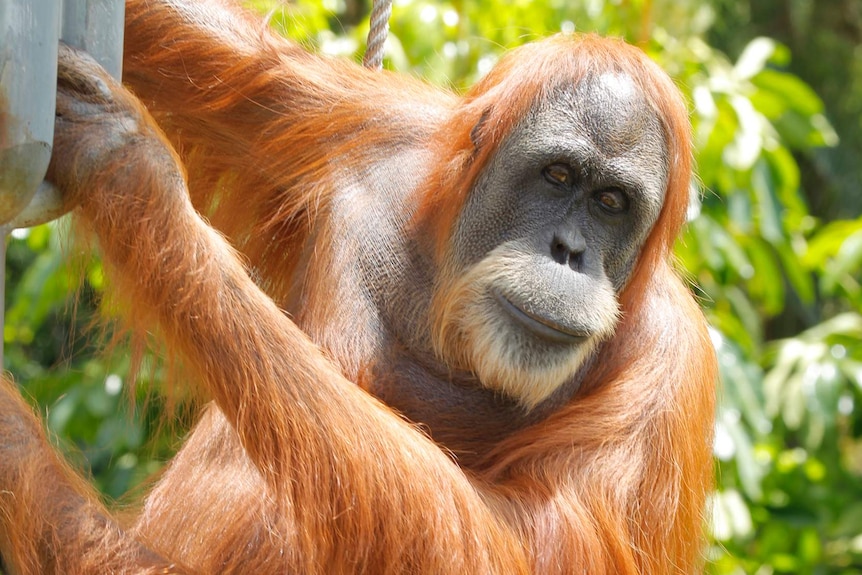 Orangutan Utama at Perth Zoo.