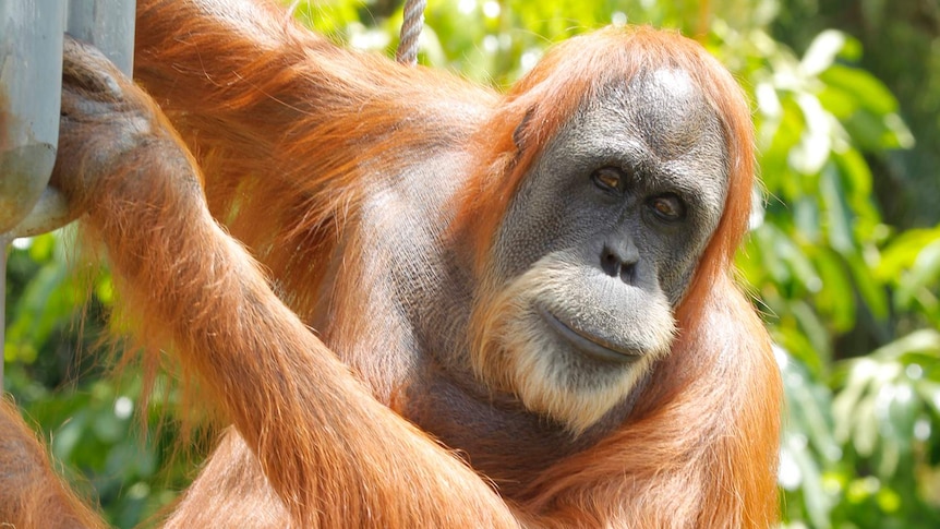 Orangutan Utama at Perth Zoo.