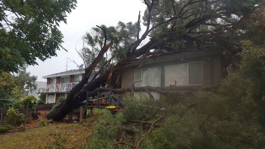 A large tree crashed onto a house.