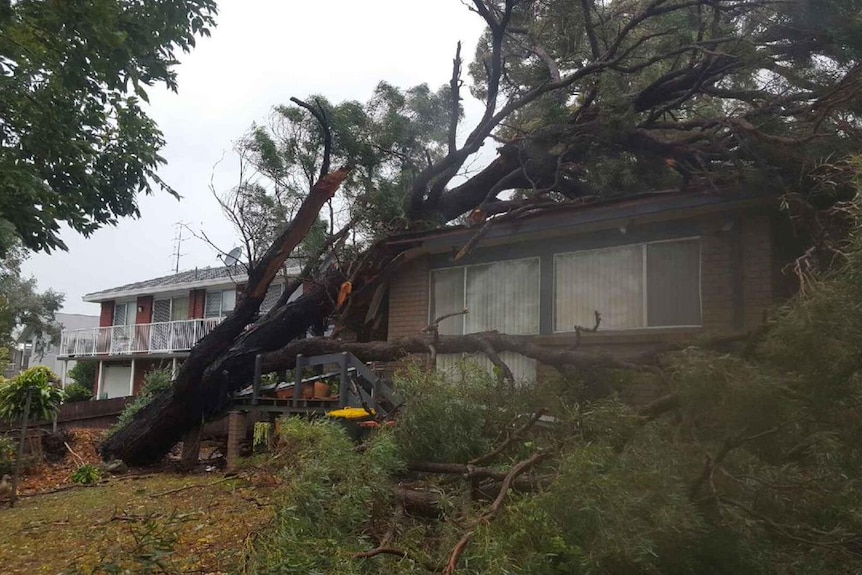 A large tree crashed onto a house.