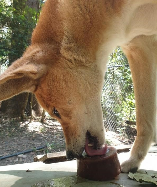 A dingo keeping cool by licking an icicle.