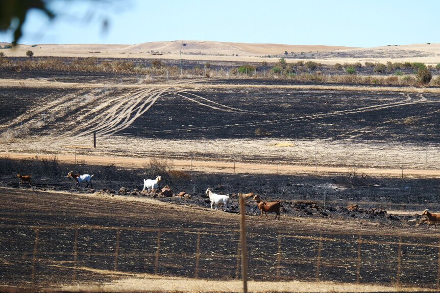 Goats stand in a burnt out paddock