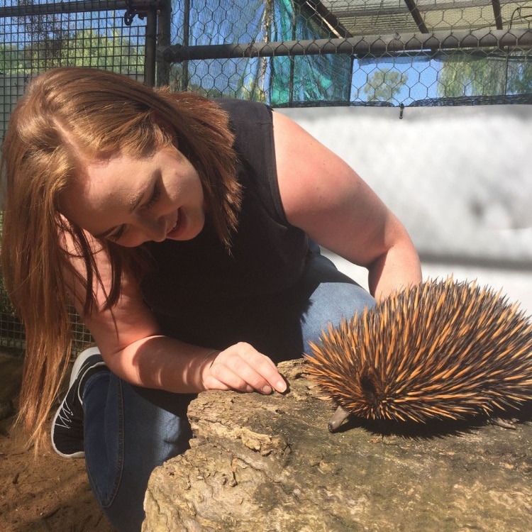 A lady looks at an echidna that is on a rock