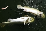 Two fish lying dead in the Darling River