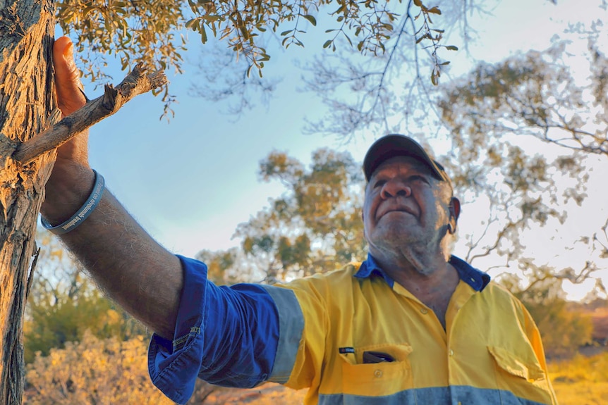 An elderly Aboriginal man stands with his hand on a tree looking up