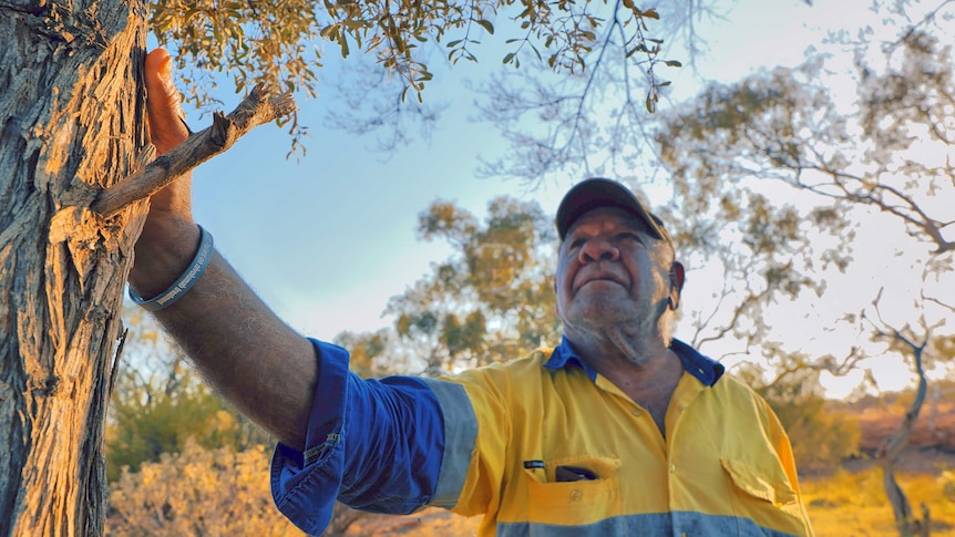 An elderly Aboriginal man stands with his hand on a tree looking up