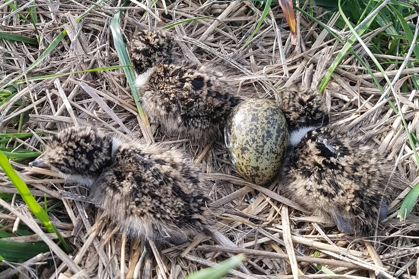 Three fluffy plover chicks in nest