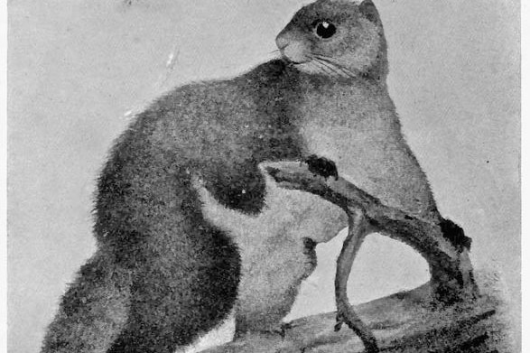 The Woolly Flying-Squirrel of Astor and Gilgit Woolly Flying Squirrel of Gilgit Eupetaurus cinereus