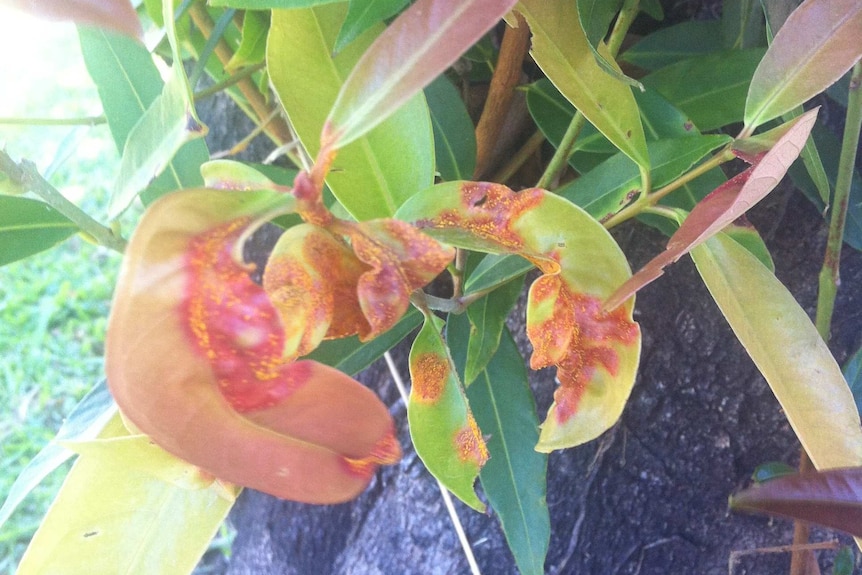 Myrtle rust discolours leaves before the tree dies back
