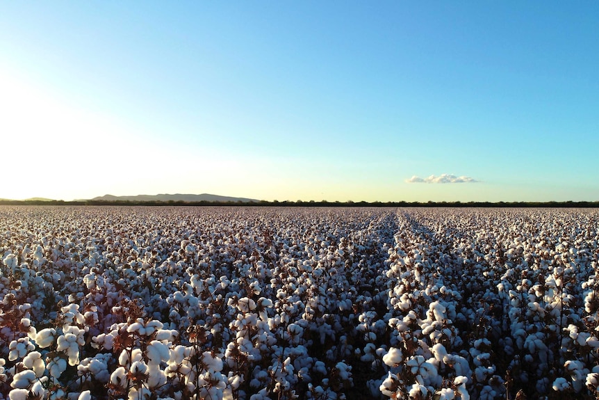 A field of white cotton with blue sky and rugged landscape in the background