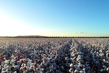 A field of white cotton with blue sky and rugged landscape in the background
