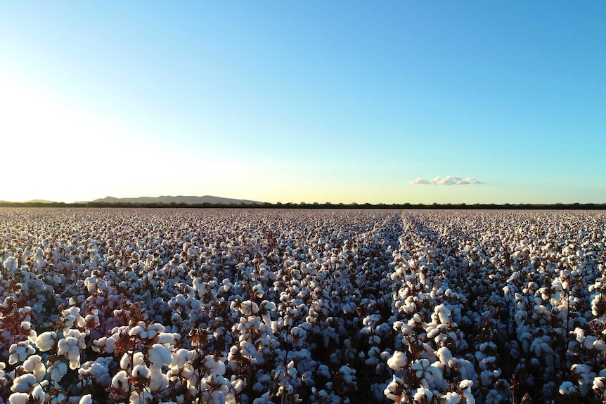 Un campo de algodón blanco con cielo azul y un paisaje accidentado en el fondo