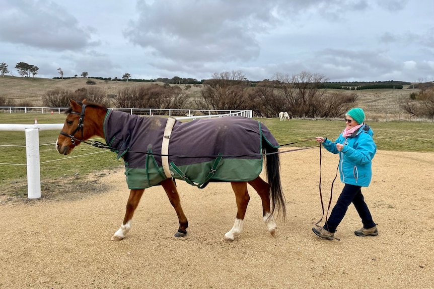 Woman in tuquoise jacket and beanie, holds the reins behind a brown horse wearing a coat. Paddock behind with shrub, cloud sky.