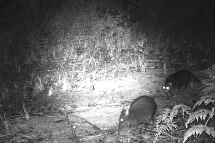 A night camera picture of a cat preying on a native animal on Bruny Island