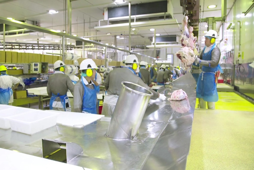 Abattoir staff in white hard hats, grey overalls and blue aprons process meat hanging from the roof of a large room