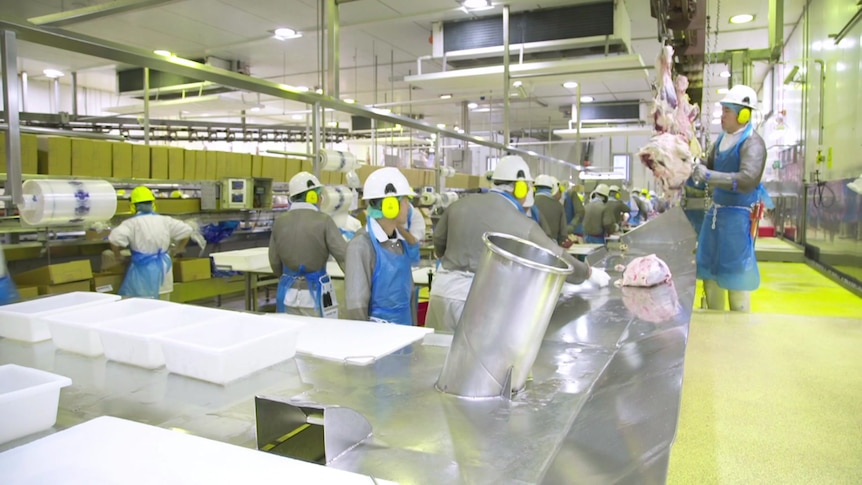 Abattoir staff in hard hats, overalls and aprons process meat hanging from the roof of a large room.