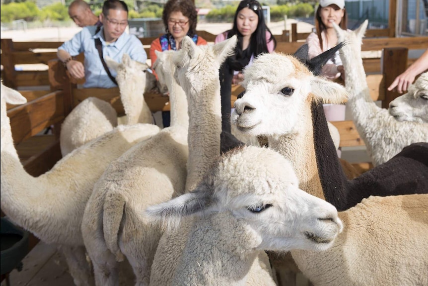 Group of alpacas being fed by tourists.