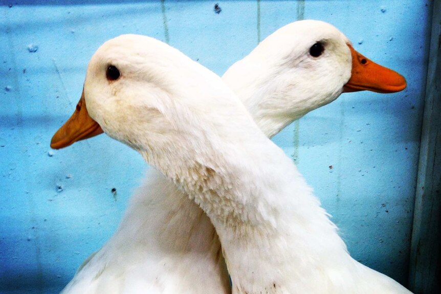 The local poultry sale day is becoming increasingly popular with chicken duck and chicken breeders.