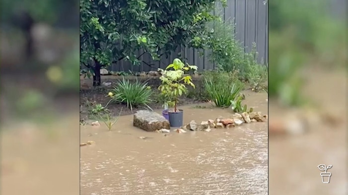 Garden filled with flood water