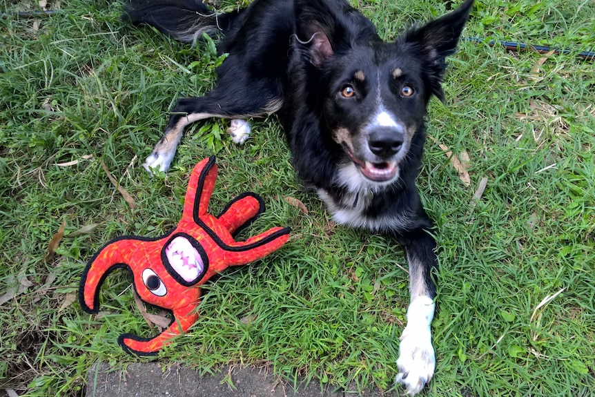 Ziggy’s owners used his forelimb cart and a body harness to manage Ziggy during the early part of his recovery