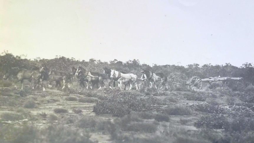 A black and white photo of a team of horses pulling a machine that was used to help clear scrubland