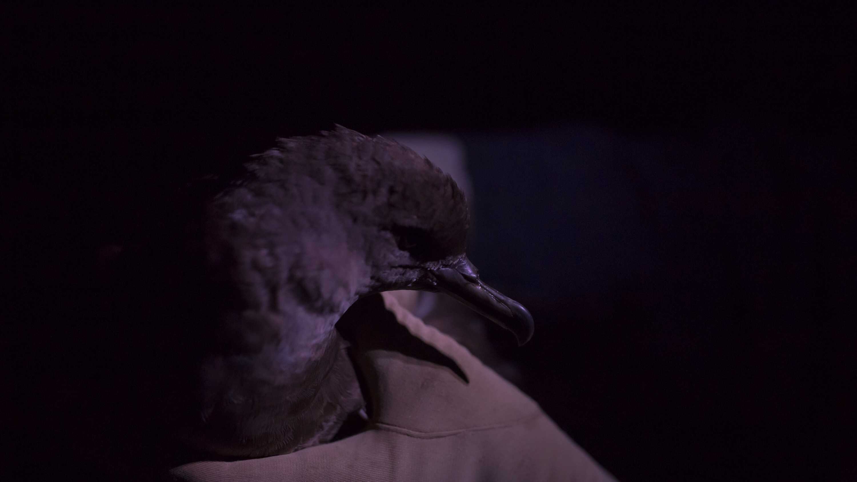 Moaning birds, vegetarian rodents and the moon man