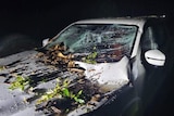 A white car with its windscreen smashed and the bonnet damaged by a fallen tree.