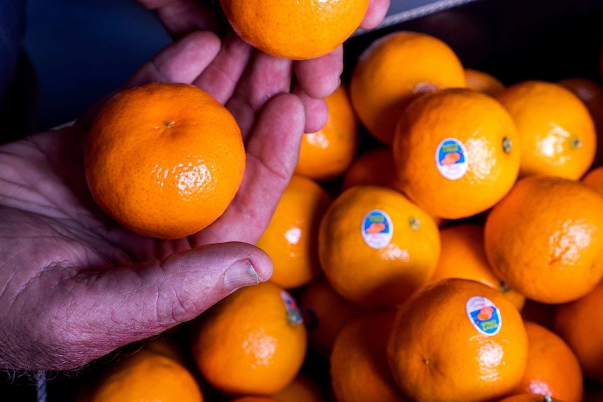 A man's hands holds a couple of mandarins above a packed box of the fruit.