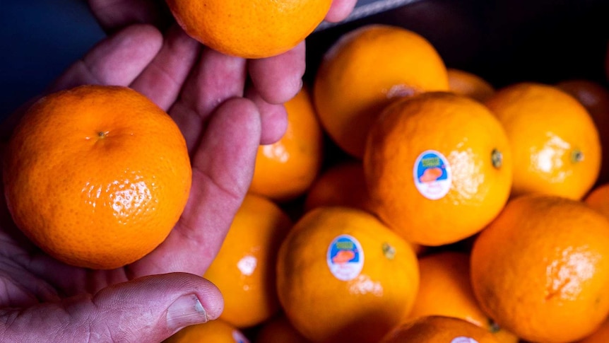 A man's hands holds a couple of mandarins above a packed box of the fruit.