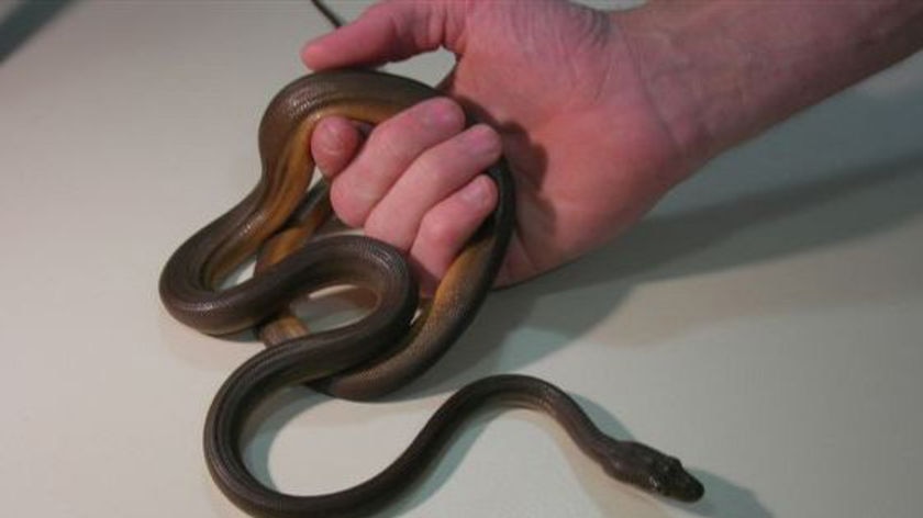 Four baby pythons went missing from the cargo hold. [File image].