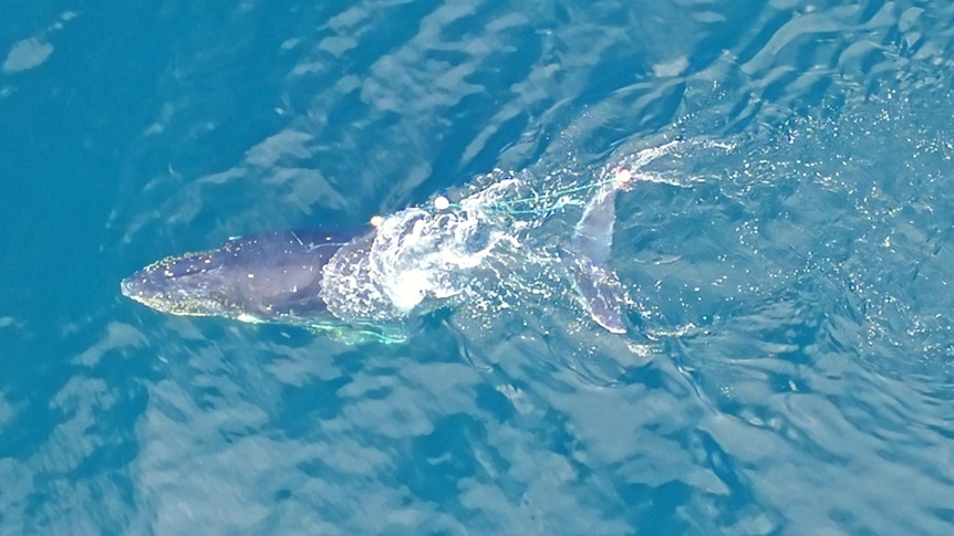 A whale as seen from the air, swimming in the ocean, entangled with a long rope.