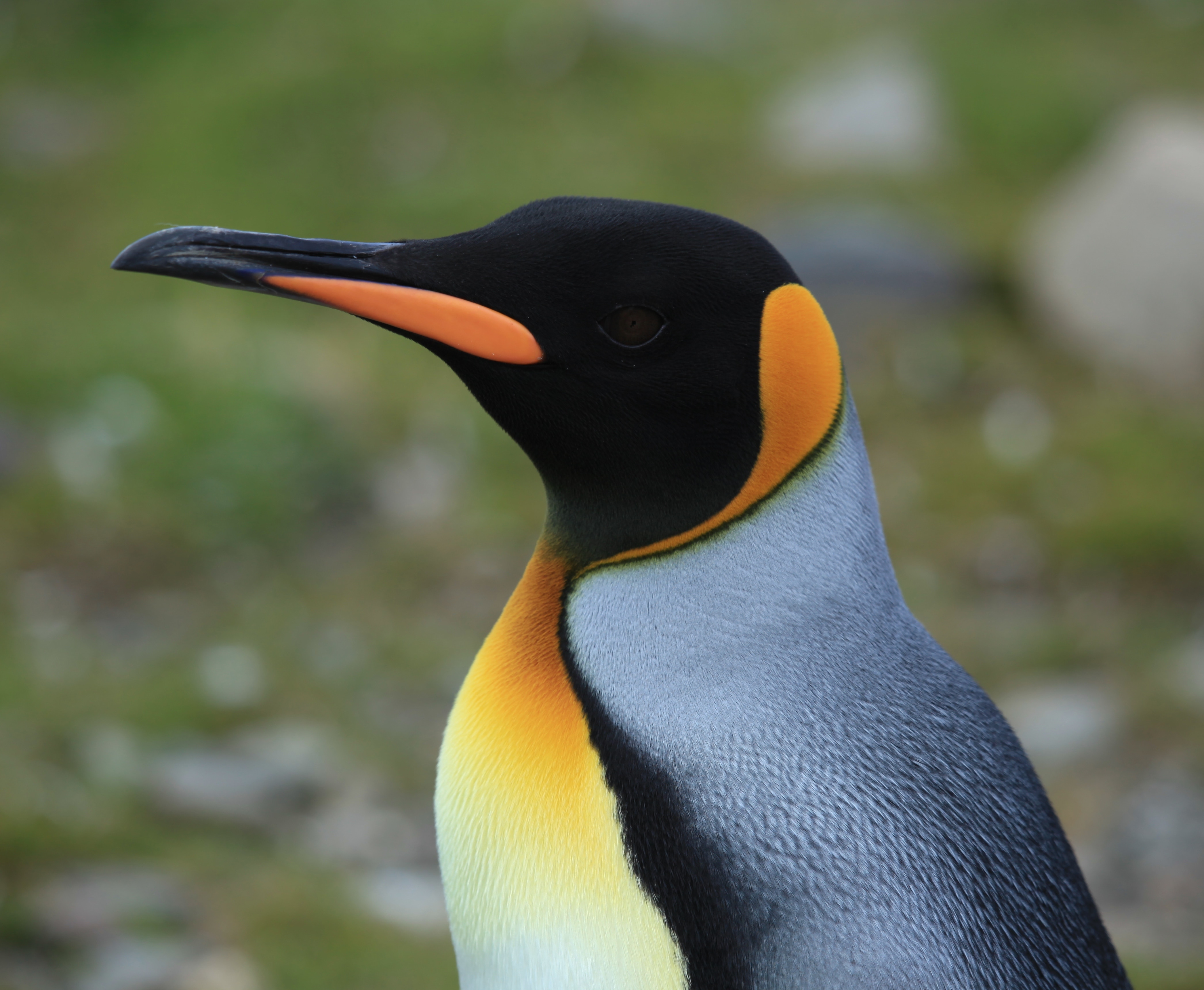Close up or a penguin with orange patches on its head, throat and beak.