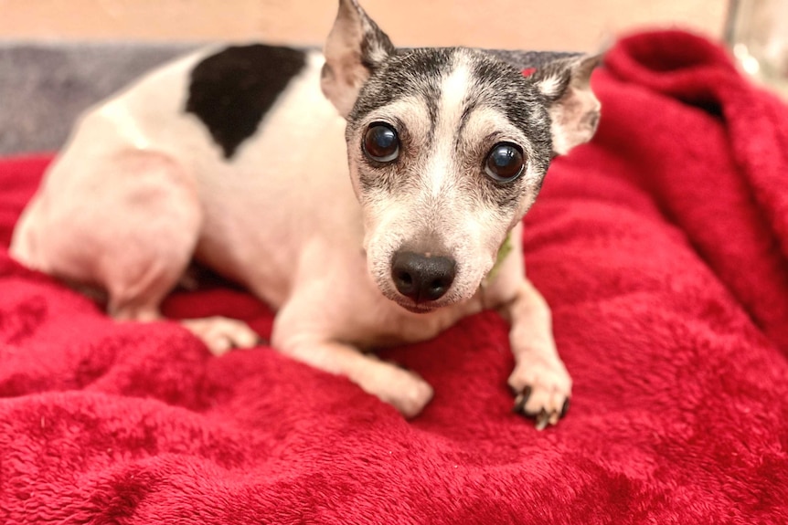 A small black and white fox terrier, with an old grey face, is curled up on a red blanket looking at the camera