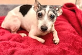 A small black and white fox terrier, with an old grey face, is curled up on a red blanket looking at the camera