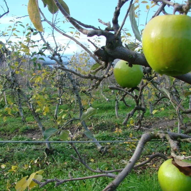 A close up look at several green apples growing on a tree in a Tasmanian orchard
