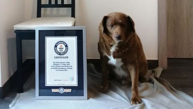 a dog sits beside a plaque