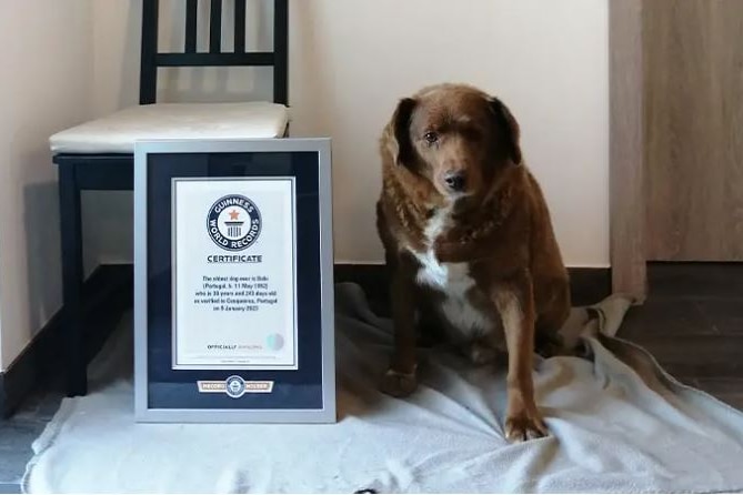 a dog sits beside a plaque