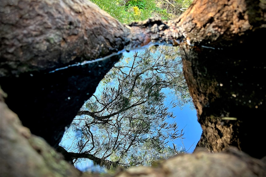 water collected in the basin of marri tree reflecting the sky and tree branches 