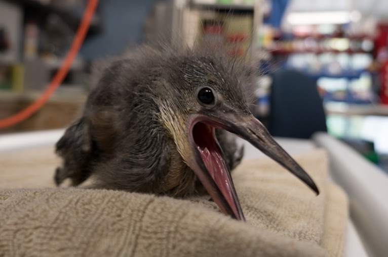 A heron chick.